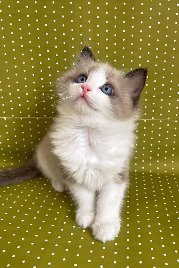 Beril | ragdoll kitten