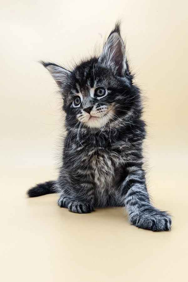 Fluffy gray tabby Maine Coon kitten Bernard sitting alert and curious