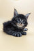 Fluffy Maine Coon kitten with blue eyes and a tabby coat, perfect for your home