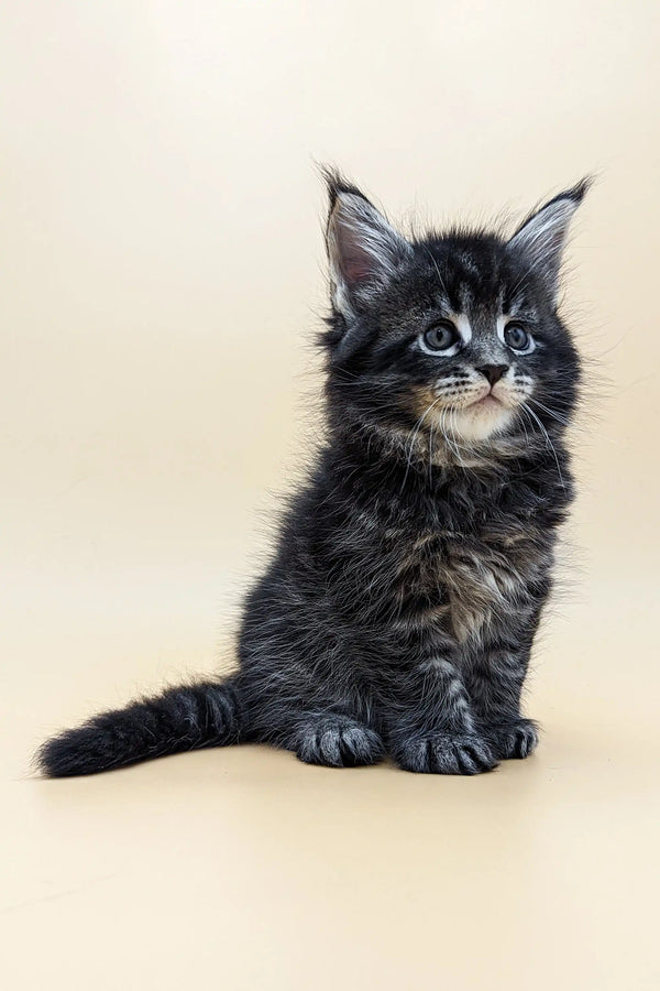 Adorable Fluffy Maine Coon Kitten with tufts and bushy tail in Bernard product