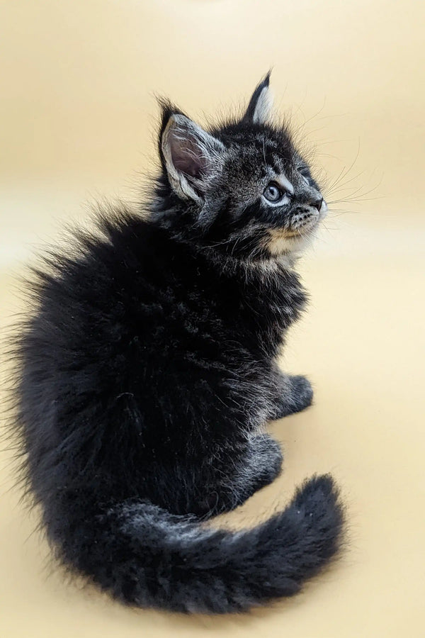 Fluffy black Maine Coon kitten with bright blue eyes and tufted ears, perfect companion