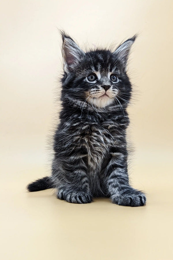 Adorable Maine Coon kitten Bernard with fluffy fur and alert eyes