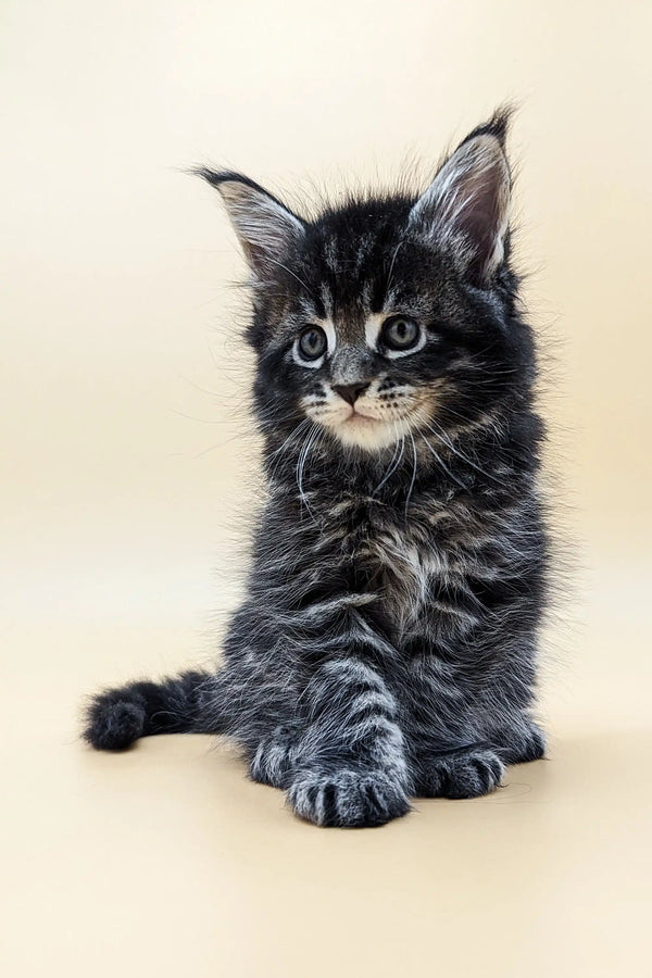Fluffy Maine Coon kitten Bernard with wide eyes and perked ears, super cute!