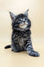Adorable Maine Coon kitten with fluffy fur and alert blue eyes, perfect for cuddles