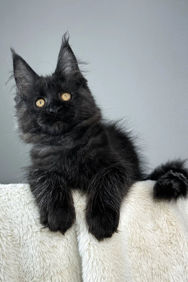 Berta | maine coon kitten