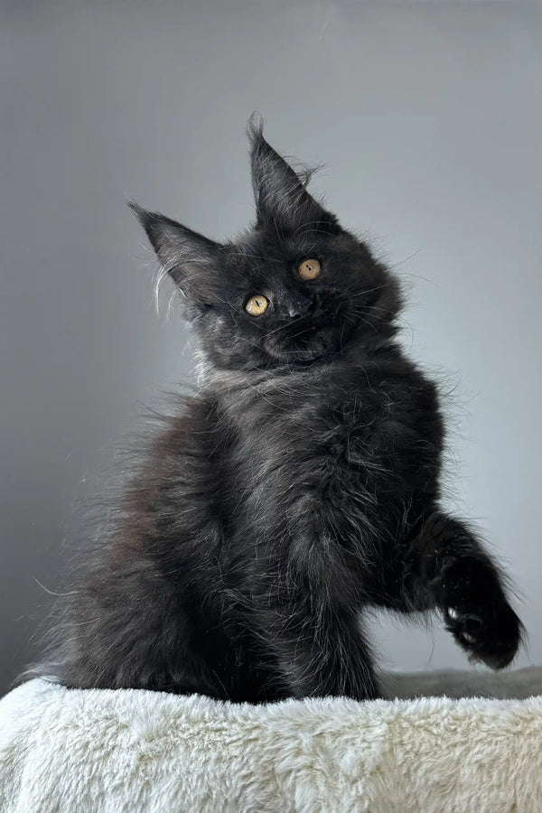 Berta | maine coon kitten
