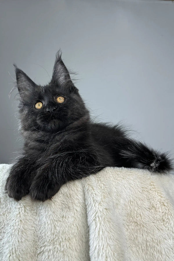 Berta | maine coon kitten