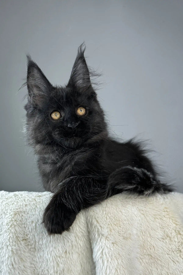 Berta | maine coon kitten