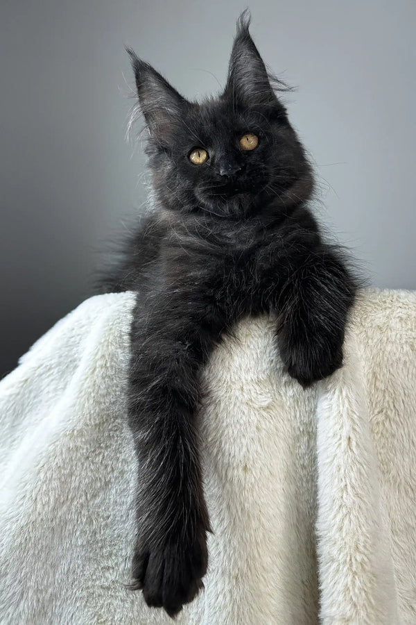 Berta | maine coon kitten