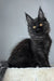 Berta | maine coon kitten