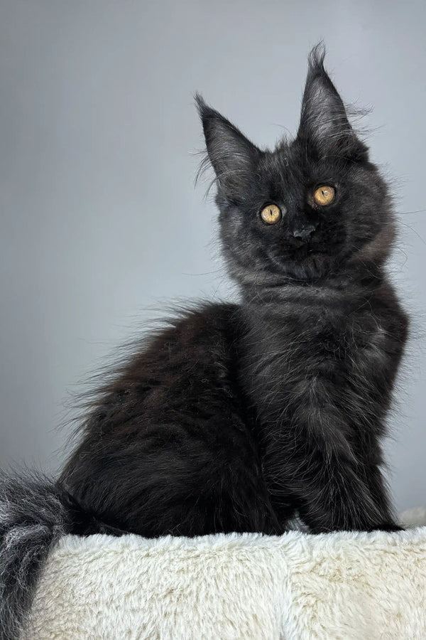 Berta | maine coon kitten