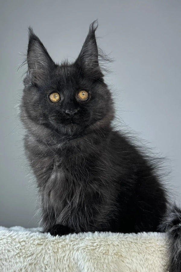 Berta | maine coon kitten