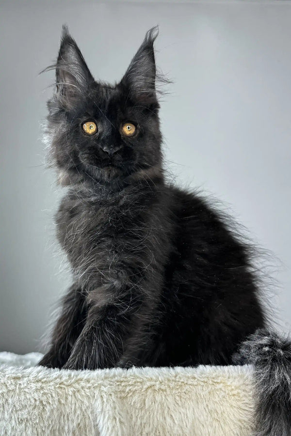 Berta | maine coon kitten