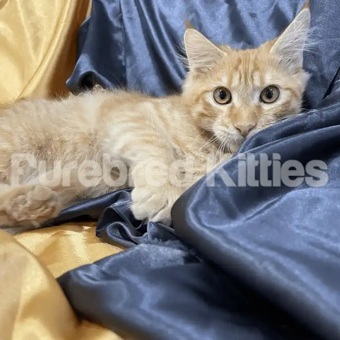 Bertolt ♂ Gold Maine Coon Kitten | 5 Months Old | Available