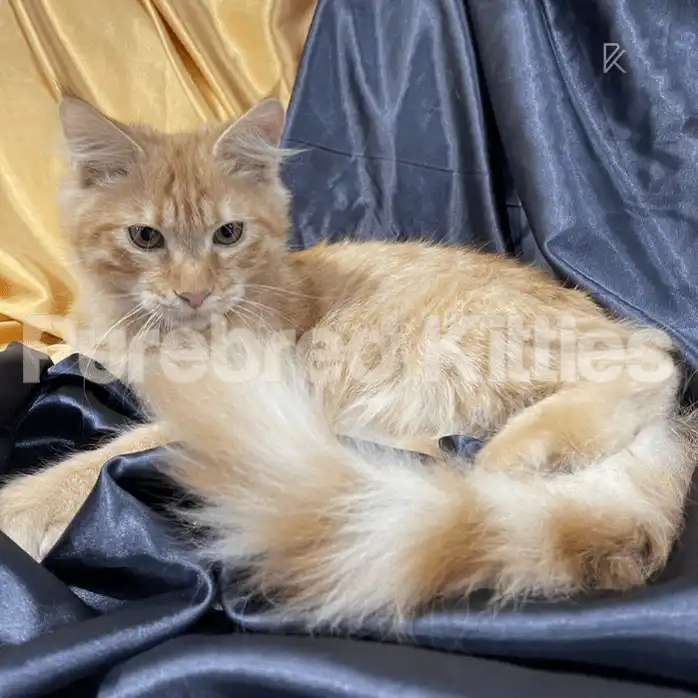 Bertolt ♂ Gold Maine Coon Kitten | 5 Months Old | Available