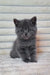 Adorable grey Scottish Straight kitten sitting upright with bright eyes