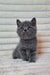 Adorable grey Scottish Straight kitten with bright eyes sitting upright