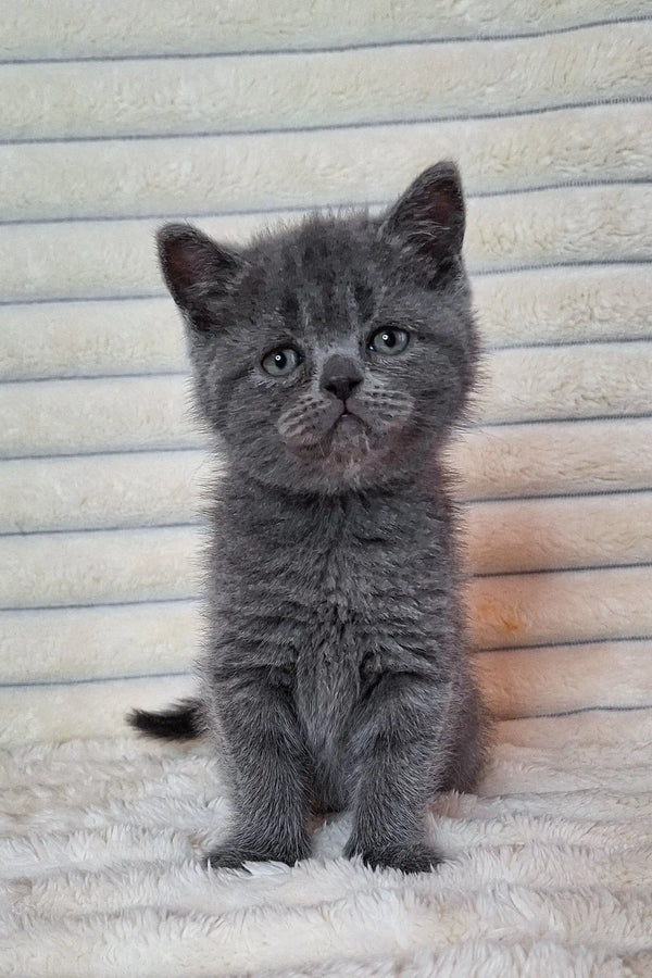 Adorable grey British Shorthair kitten with round eyes for Best Scottish Straight Kitten