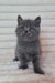 Cute grey British Shorthair kitten with round eyes from Best Scottish Straight Kitten