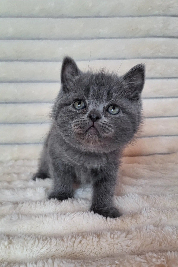 Gray British Shorthair kitten with stunning blue eyes from Best Scottish Straight Kitten