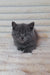 Gray British Shorthair kitten with round eyes from Best Scottish Straight Kitten