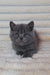 Gray British Shorthair kitten with bright eyes featured in Best Scottish Straight Kitten