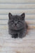 Gray British Shorthair kitten with round eyes and a sweet face perfect for Scottish Straight