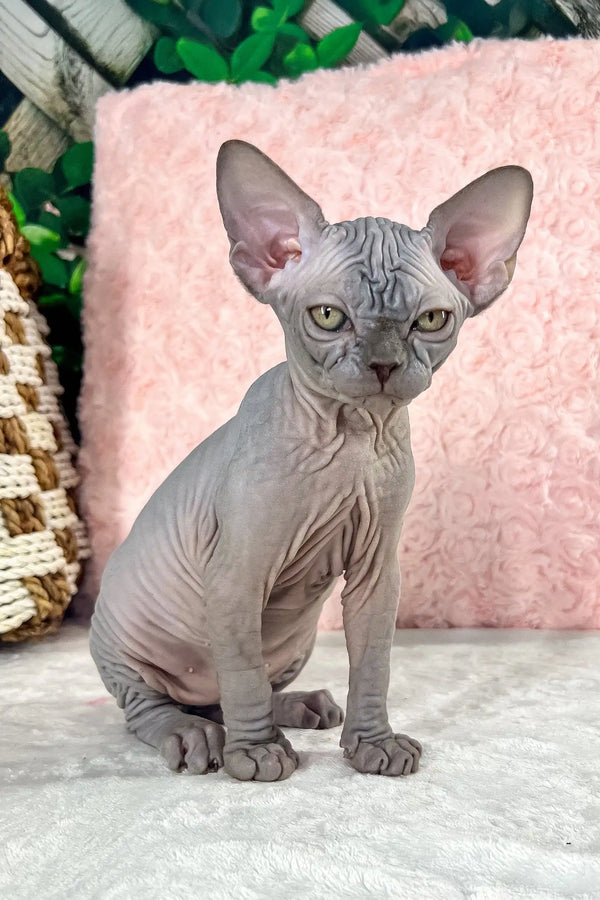 Bestina | canadian sphynx kitten