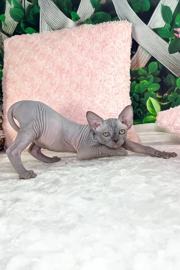 Bestina | canadian sphynx kitten