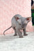 Bestina | canadian sphynx kitten