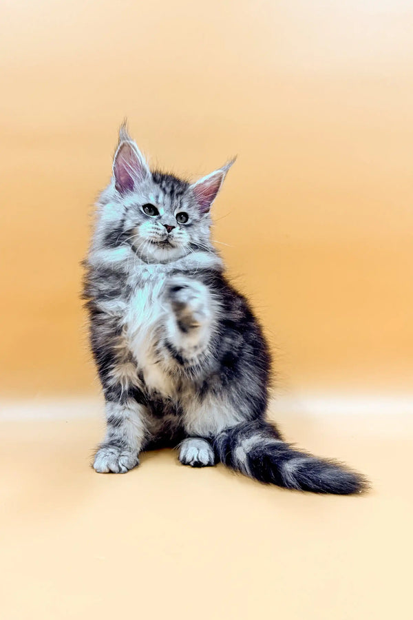 Adorable Maine Coon kitten with fluffy fur and blue eyes in the Besty product