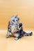 Fluffy gray Maine Coon kitten playfully posing with one paw raised, looking adorable