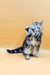 Playful Maine Coon kitten with tabby markings raising its paw in a cute pose