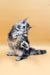 Fluffy gray and white Maine Coon kitten sitting upright with one paw raised