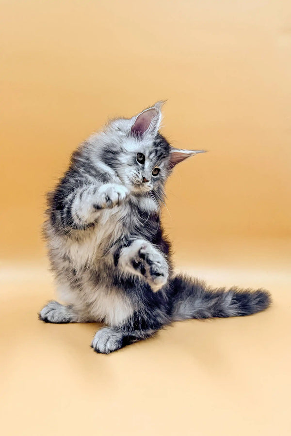 Fluffy gray and white Maine Coon kitten sitting upright with one paw raised