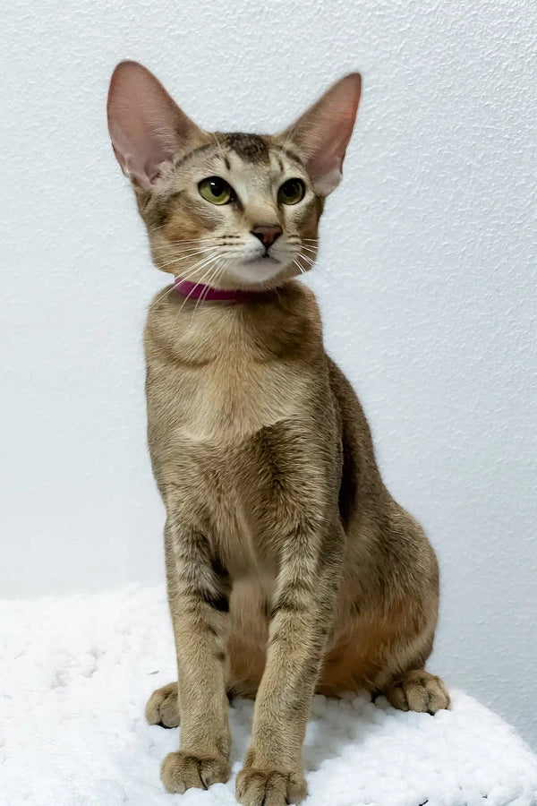 Betsy | oriental shorthair kitten