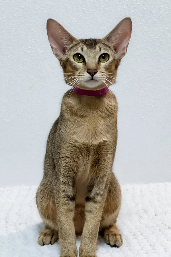 Betsy | oriental shorthair kitten