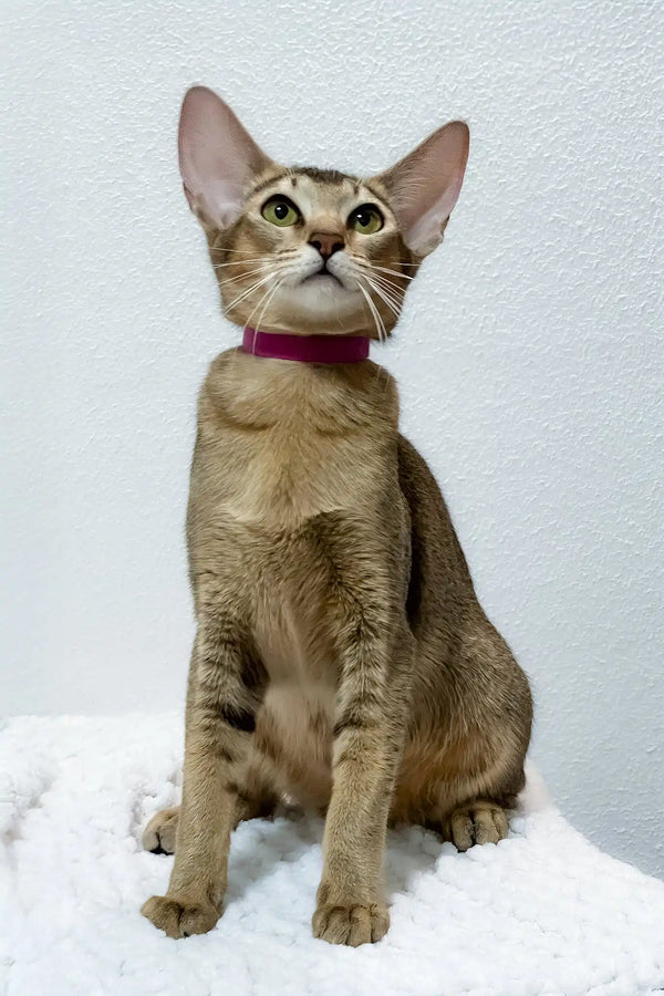 Betsy | oriental shorthair kitten