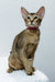 Betsy | oriental shorthair kitten