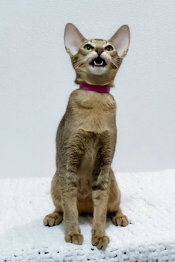 Betsy | oriental shorthair kitten