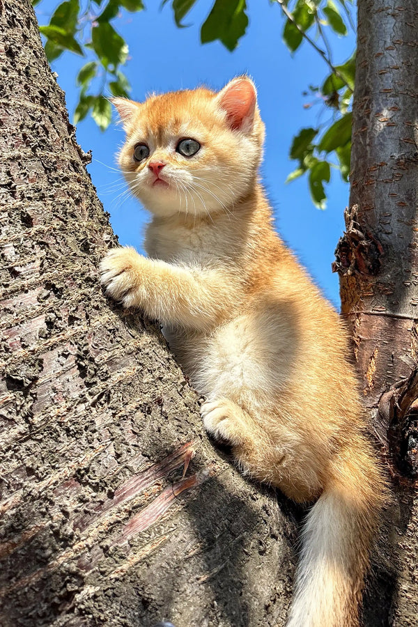 Adorable orange Scottish Straight Kitten clinging to a tree trunk in playful pose