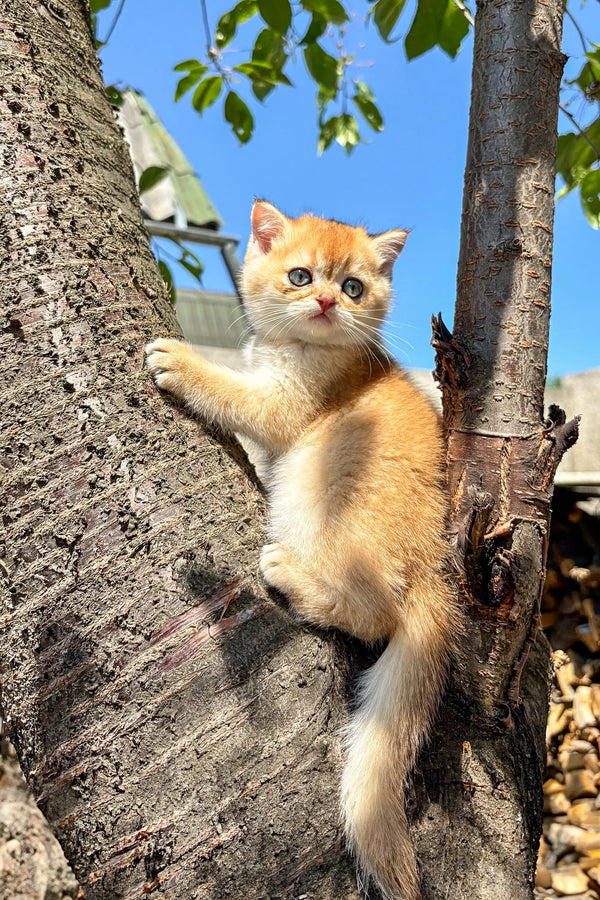 Adorable Scottish Straight Kitten clinging to a tree trunk with a playful look