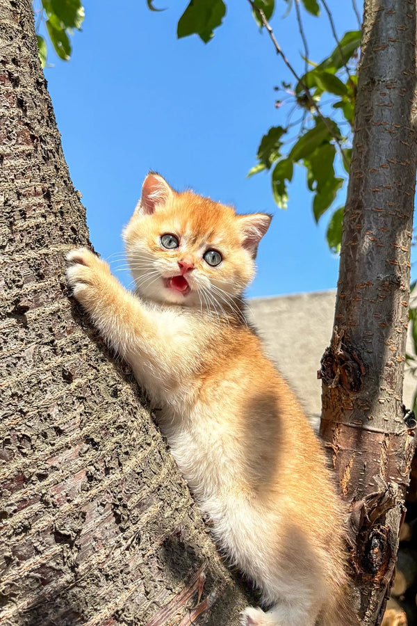Adorable Scottish Straight Kitten clinging to tree trunk in playful pose