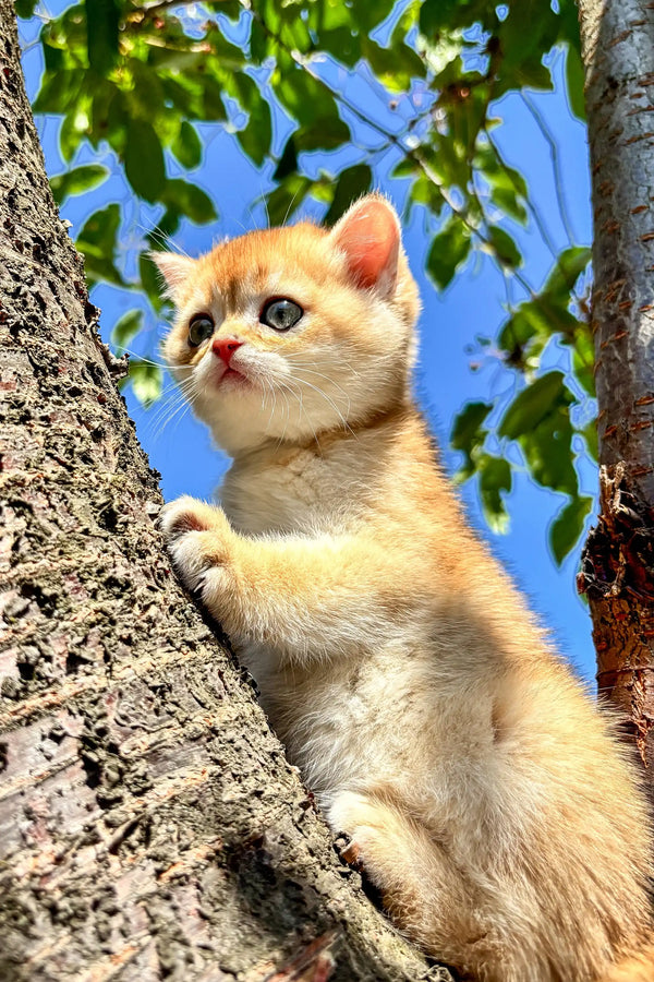 Cream-colored Scottish Straight Kitten sitting adorably on a tree trunk