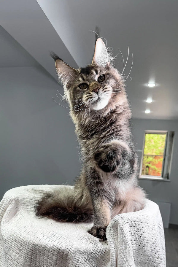 Beverley | maine coon kitten