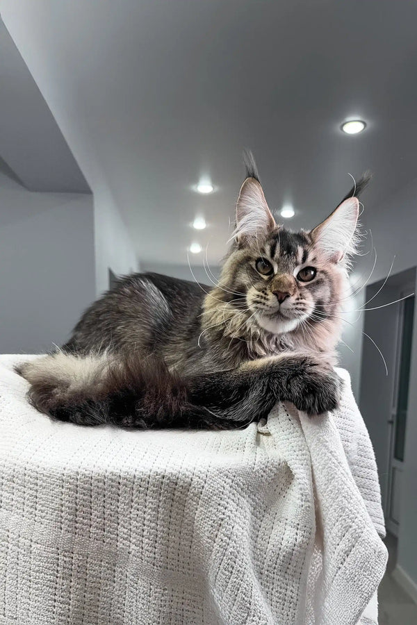 Beverley | maine coon kitten