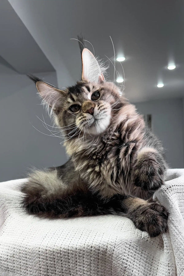 Beverley | maine coon kitten