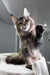 Beverley | maine coon kitten