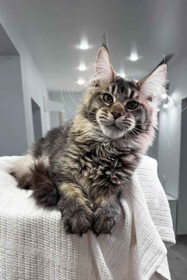 Beverley | maine coon kitten