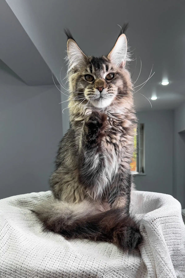 Beverley | maine coon kitten